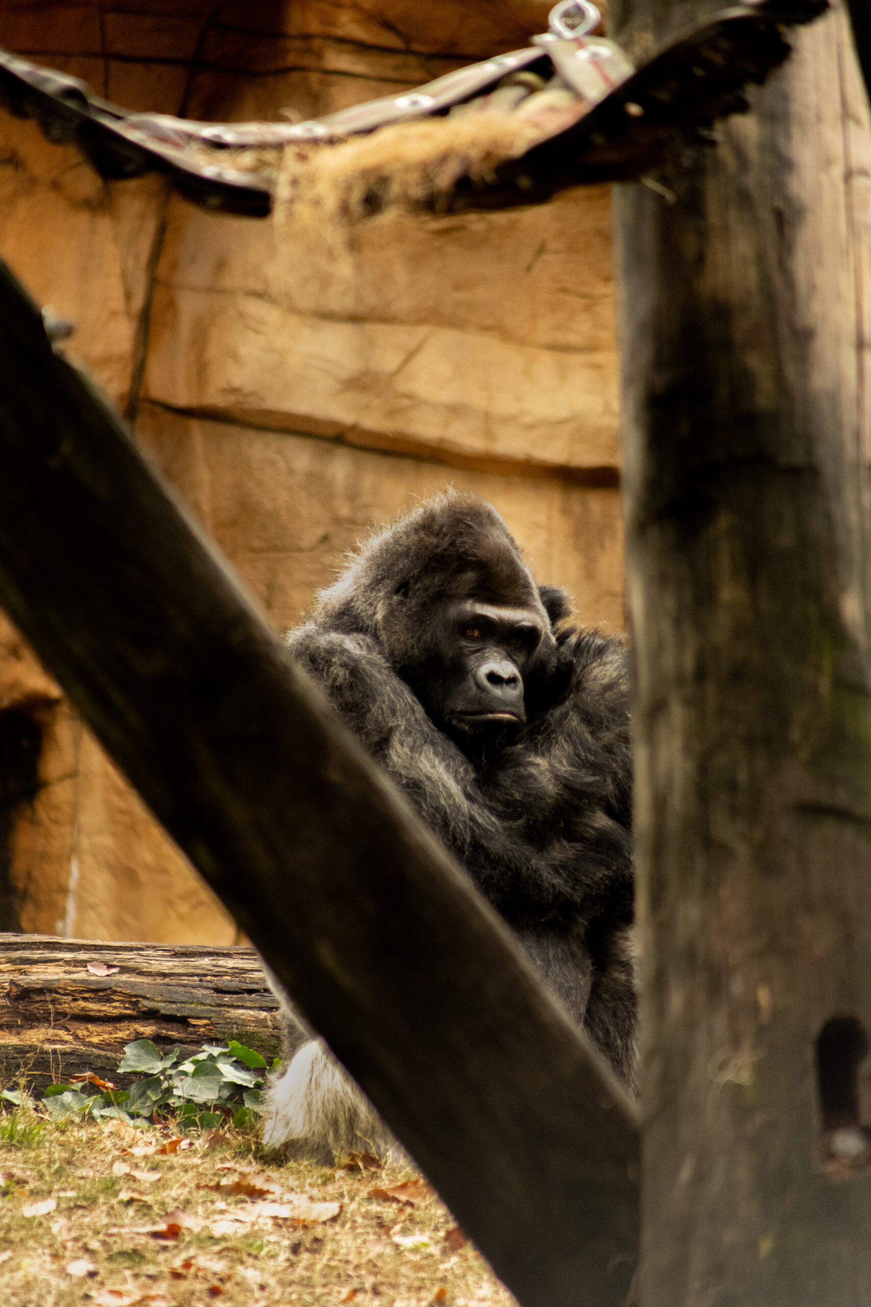 A large gorilla sitting pensively in its enclosure at the Memphis Zoo, surrounded by wooden structures and a rocky backdrop.