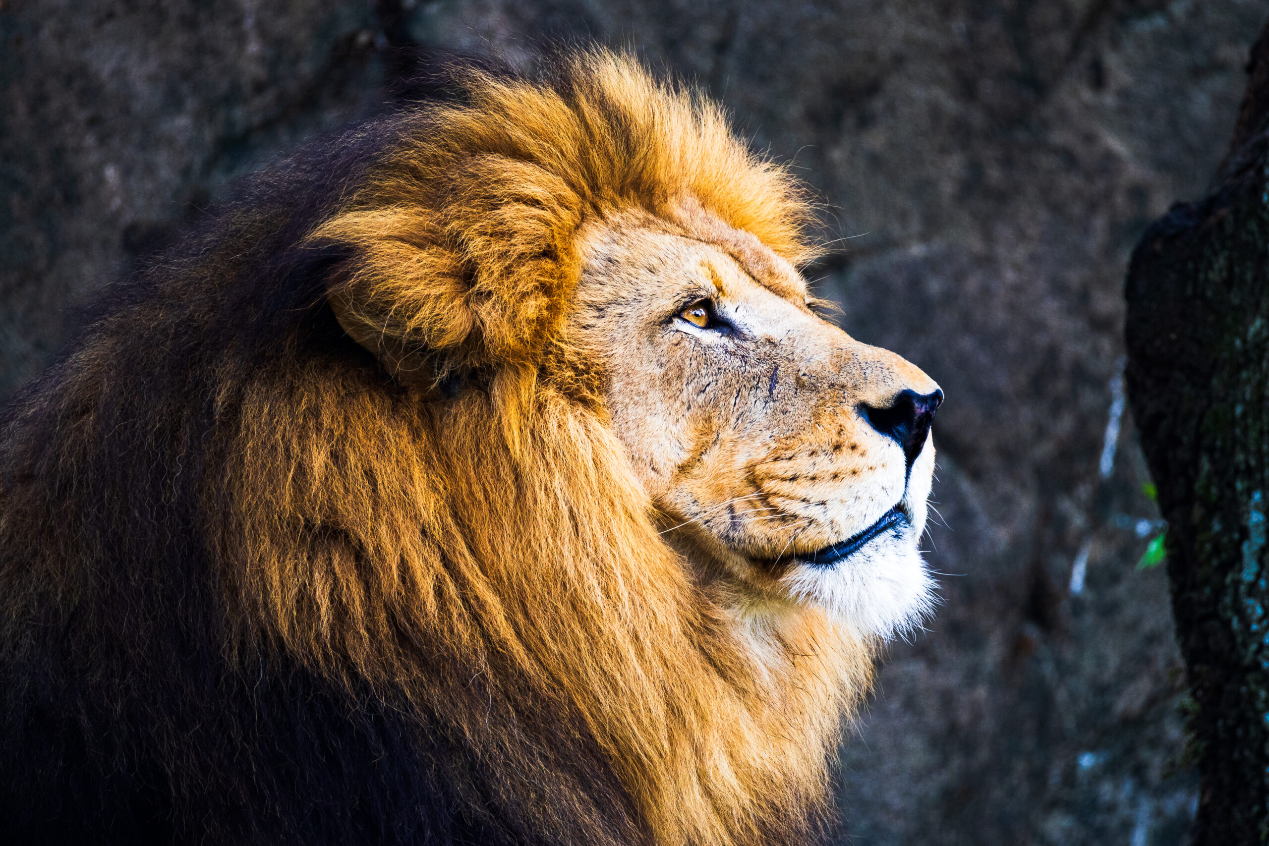 Side profile of a male lion with a dark brown mane and golden fur, set against a rocky background at the Houston Zoo.