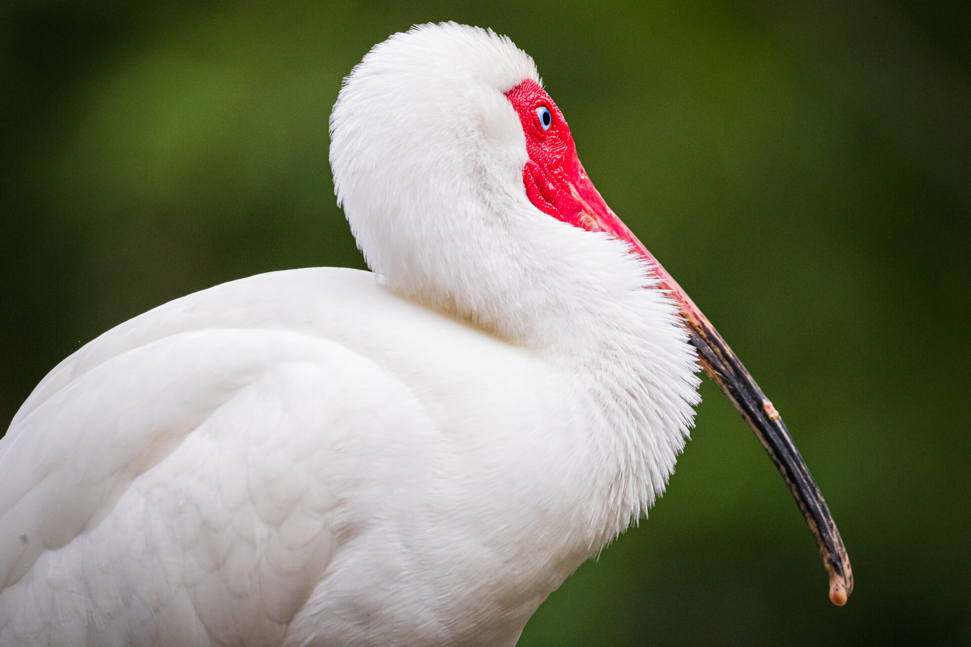 Close-up of an African Sacred Ibis with white feathers, red face, blue eyes, and a curved black beak, photographed at the Houston Zoo.