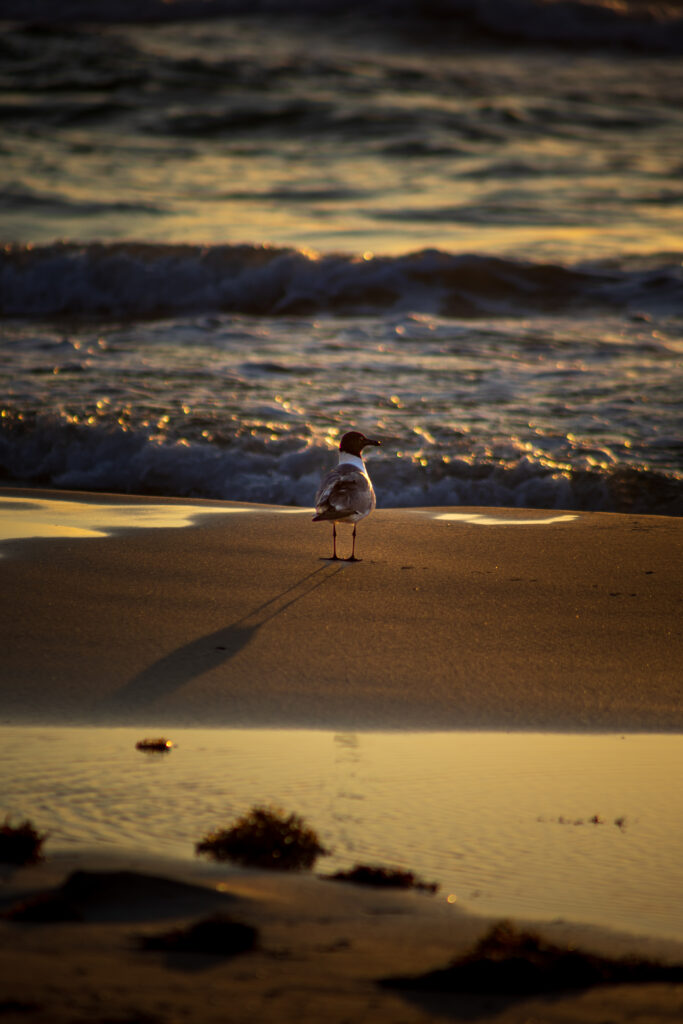 A seagull standing on the beach at South Padre Island, Texas, soaking in the golden-hour glow like it’s starring in a nature documentary.